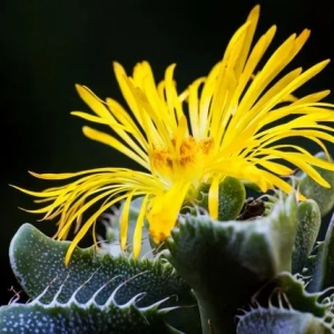 Tigrasta faucaria: opis, stanište, fotografija