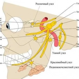 Pterigopalatalni čvor: anatomija i najčešće bolesti