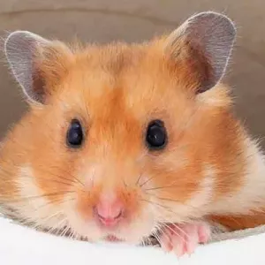 Zašto hrčak trči u kolu? Što učiniti ako ne želi trčati?