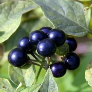 Sunberries: sadnja i njega, značajke uzgoja iz sjemena